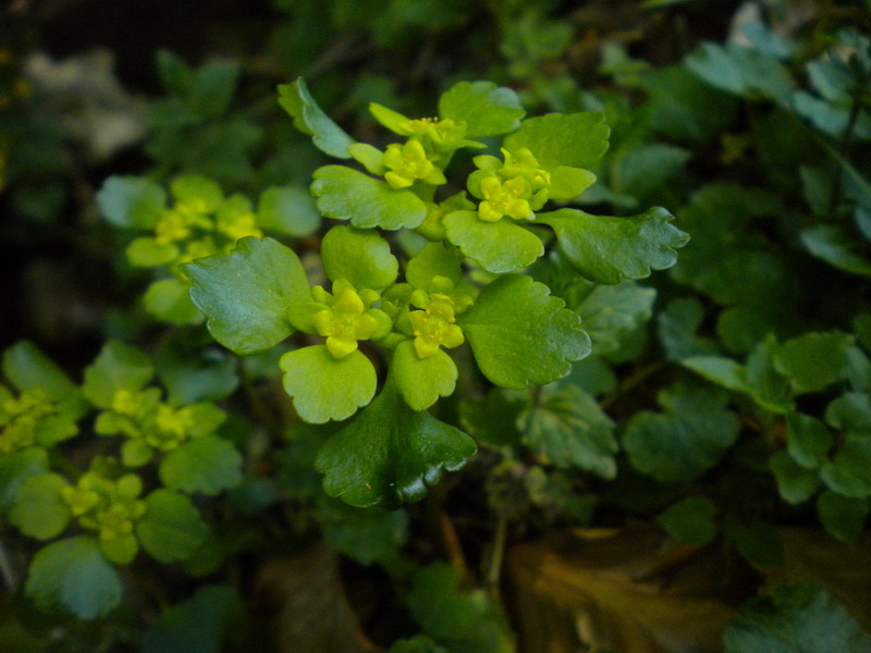 Chrysosplenium alternifolium