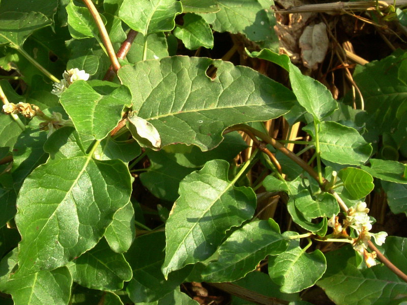 Polygonum baldshuanicum