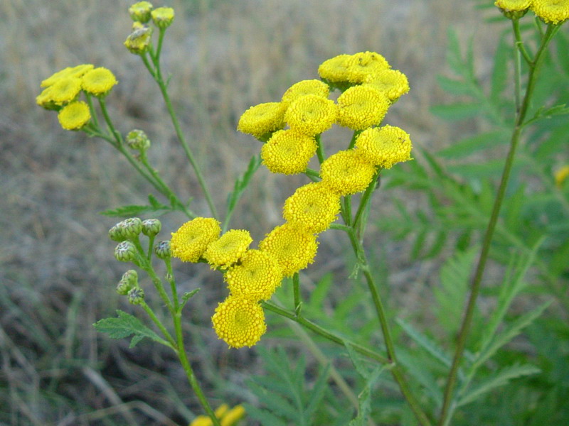 Tanacetum vulgare / Tanaceto