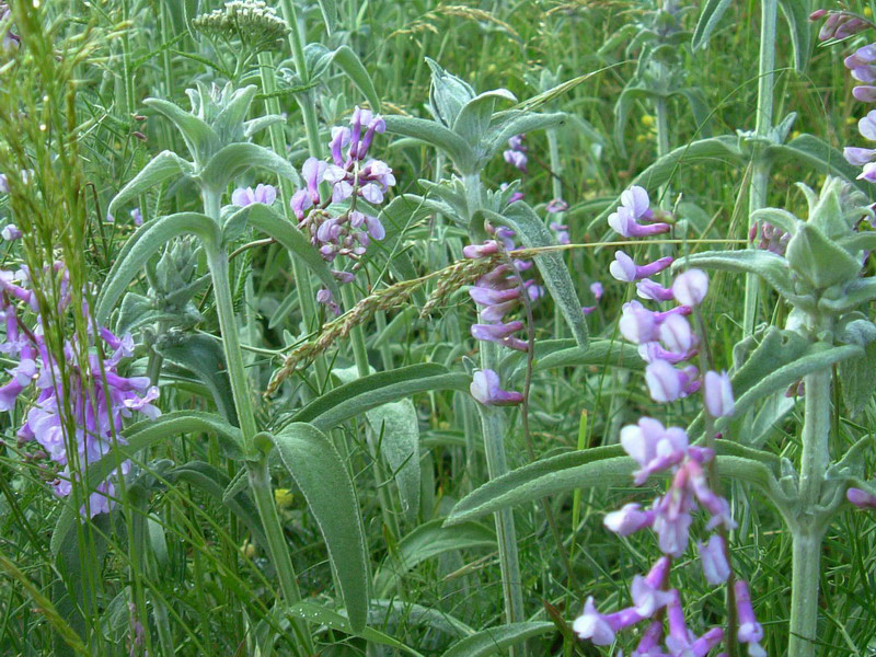 Vicia cfr. pseudocracca