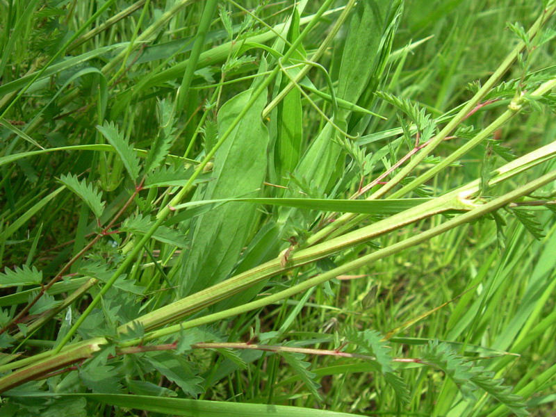 Sanguisorba minor