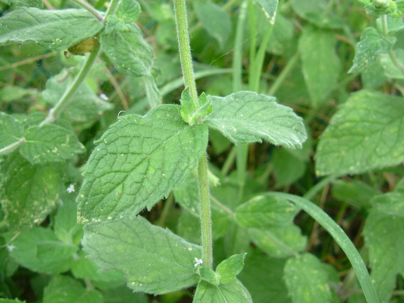 Nel fosso dietro casa: Mentha spicata