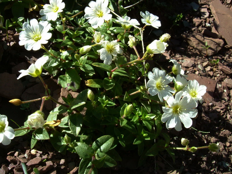 Cerastium latifolium