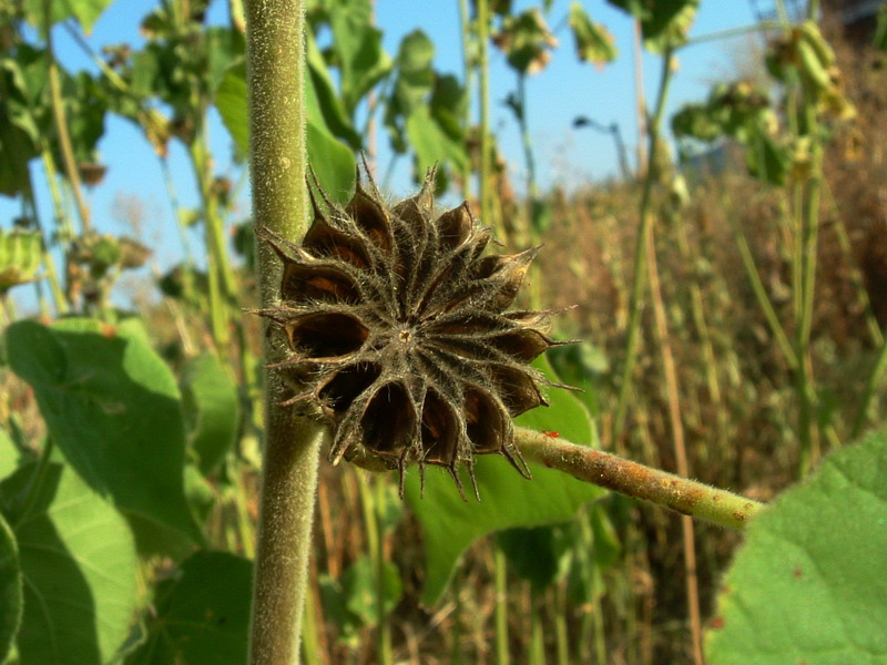 Abutilon theophrasti / Cencio molle