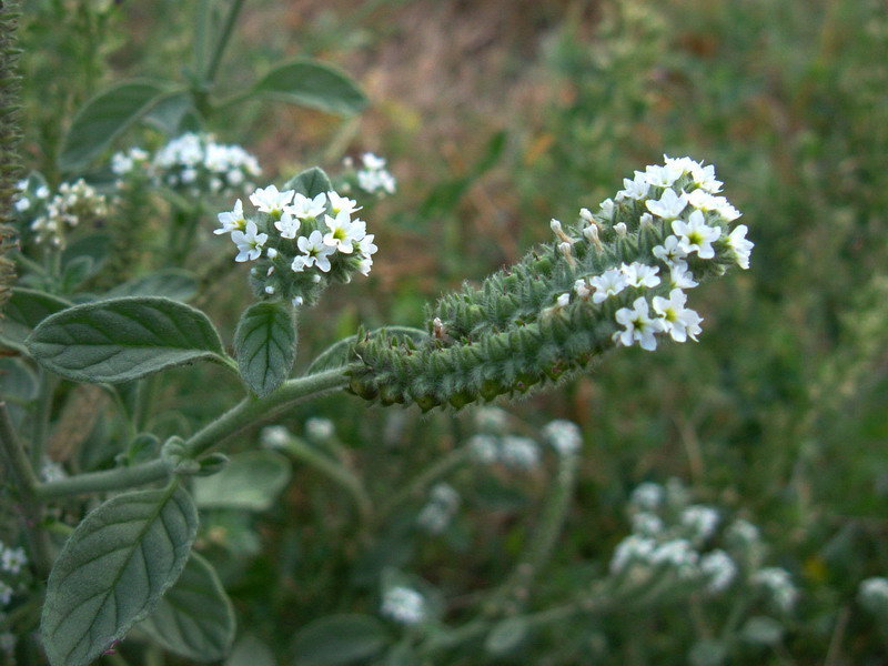 Heliotropium europaeum / Eliotropio selvatico