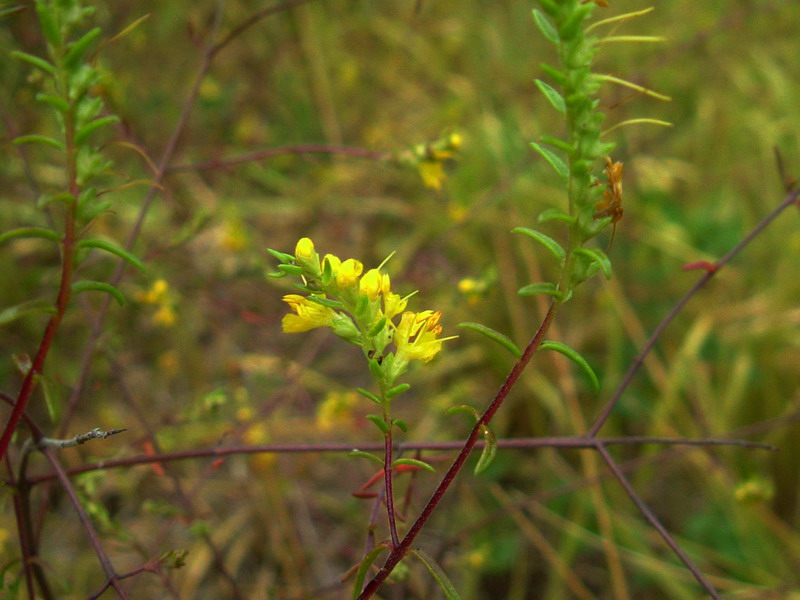 Odontites luteus / Perlina gialla