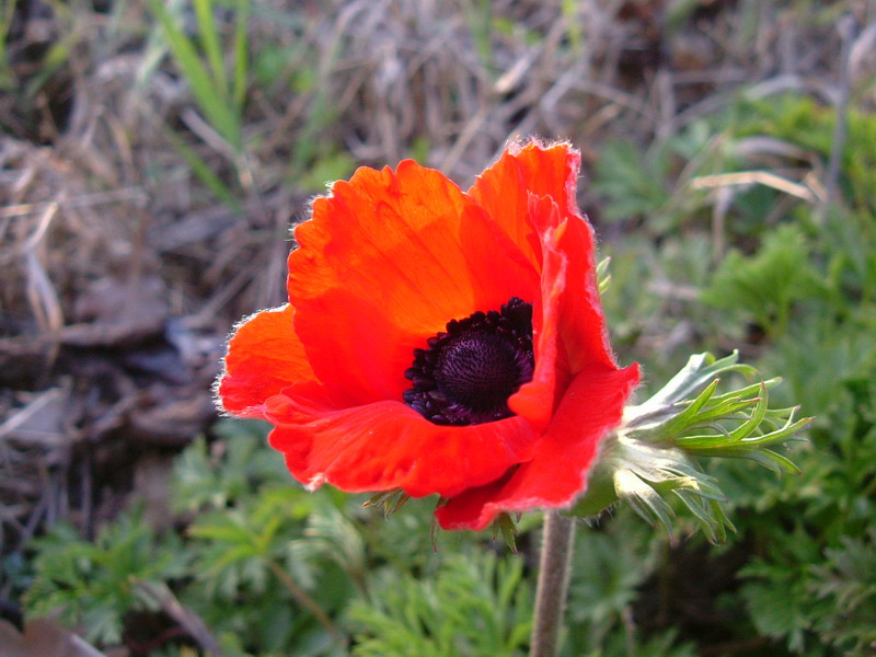 Anemone coronaria