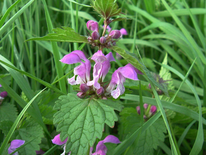 Lamium maculatum