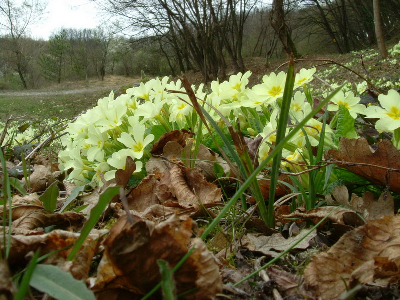 Nel bosco - Primula vulgaris