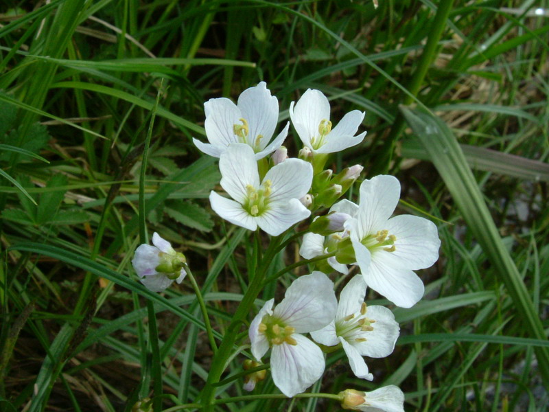 Fiore bianco - Cardamine cfr. pratensis