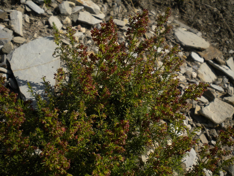 Asperula purpurea / Stellina purpurea