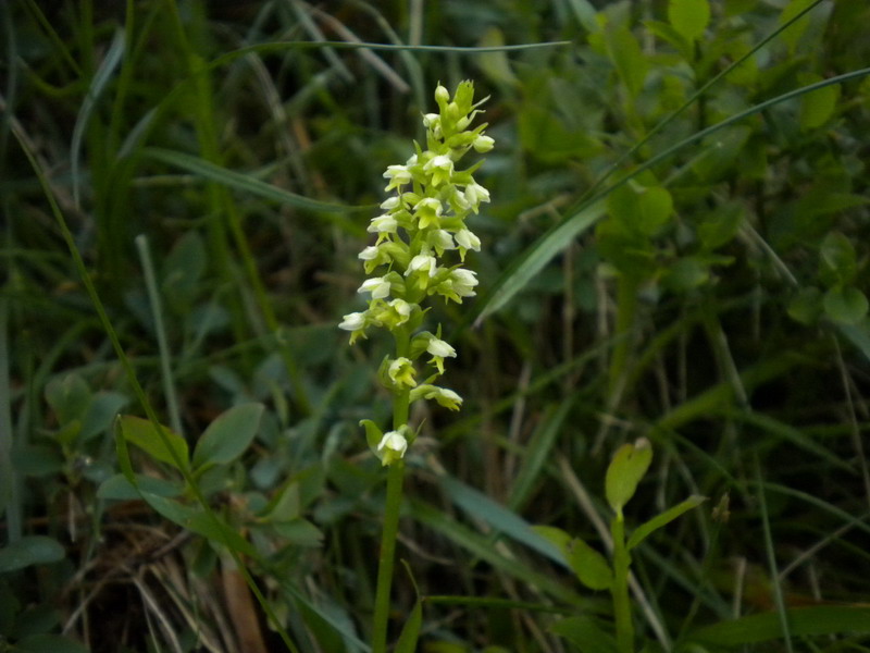 Piccolissima orchidea