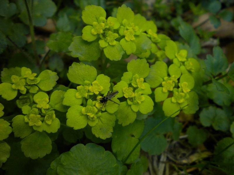 Chrysosplenium alternifolium