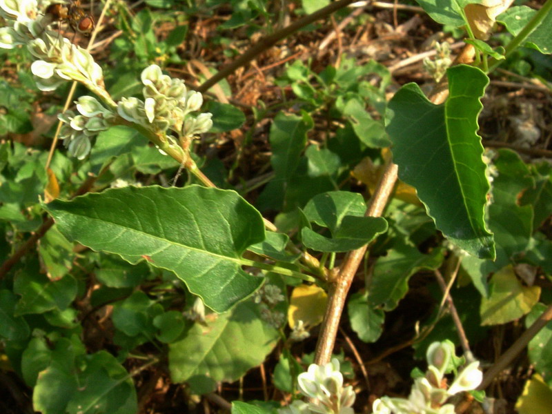 Polygonum baldshuanicum