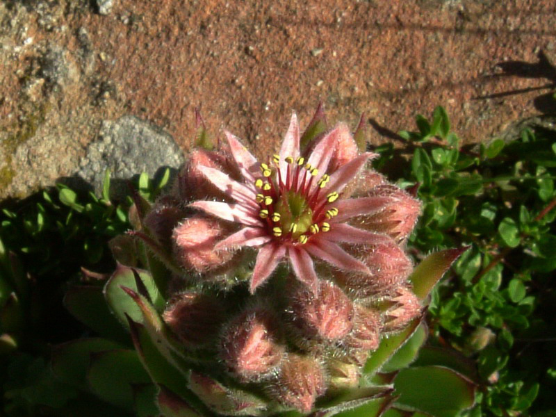 tra le rocce 3 - Sempervivum montanum