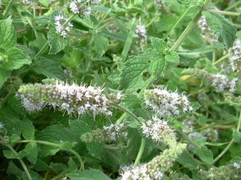 Nel fosso dietro casa: Mentha spicata