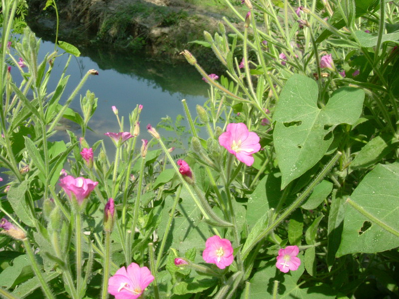 Epilobium hirsutum / Garofanino d''acqua