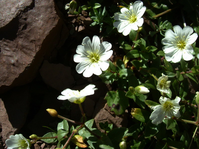 Cerastium latifolium