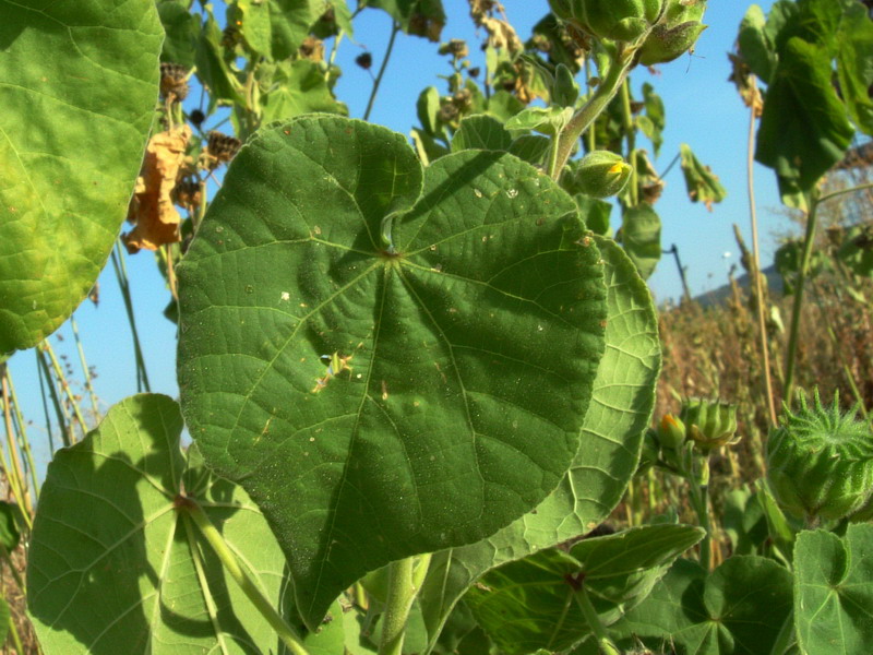 Abutilon theophrasti / Cencio molle