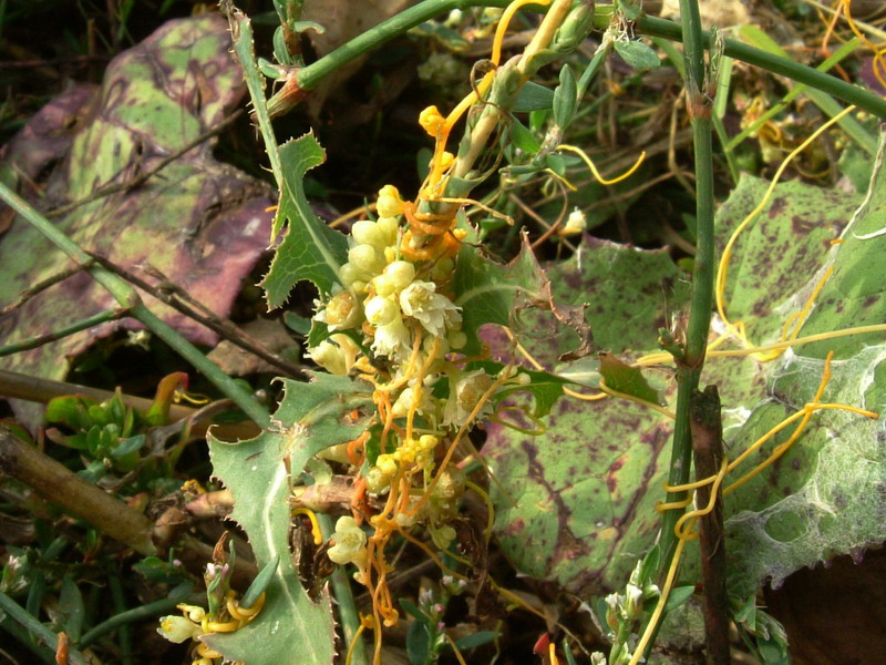 Cuscuta cesattiana / Cuscuta di Cesati