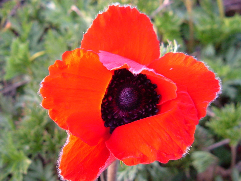 Anemone coronaria