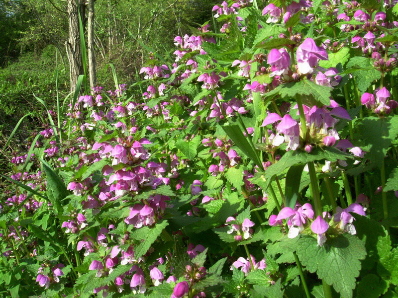 Lamium maculatum