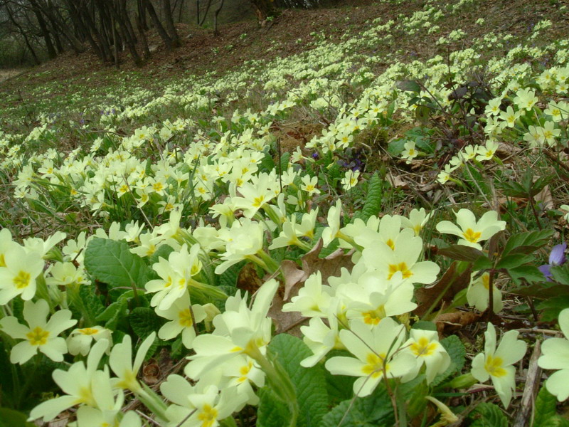 Nel bosco - Primula vulgaris