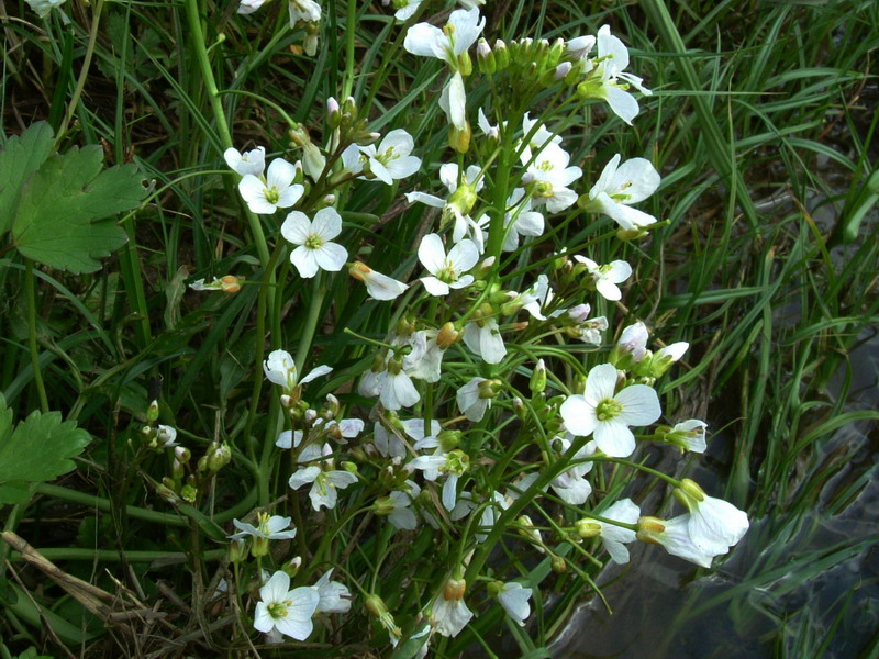 Fiore bianco - Cardamine cfr. pratensis