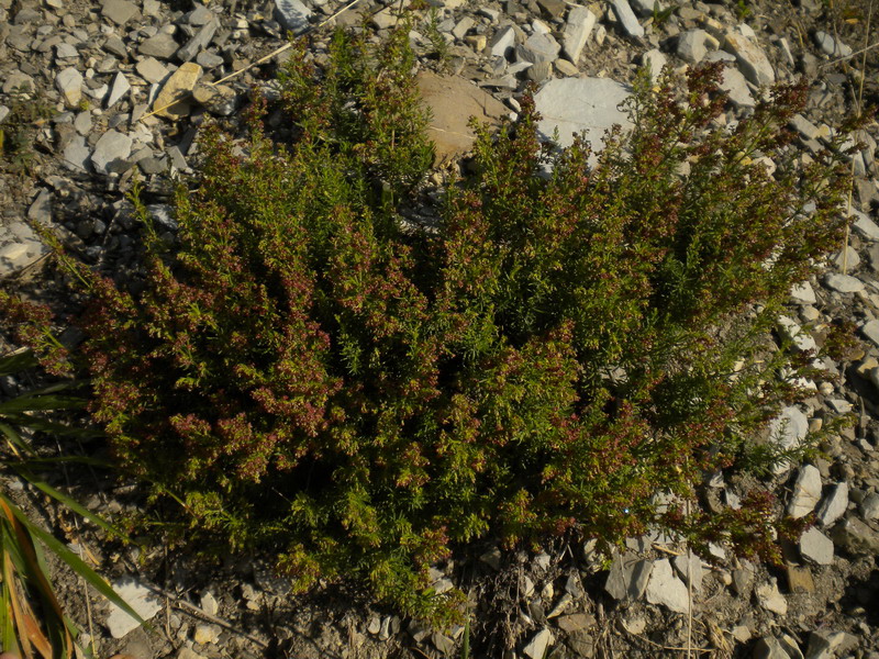 Asperula purpurea / Stellina purpurea