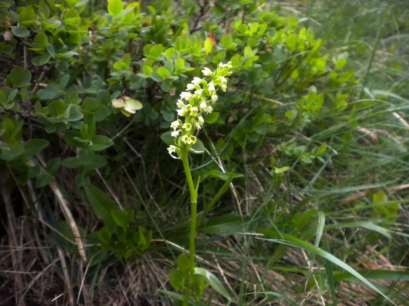 Piccolissima orchidea