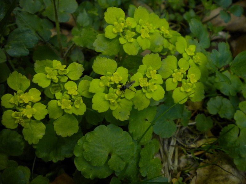 Chrysosplenium alternifolium