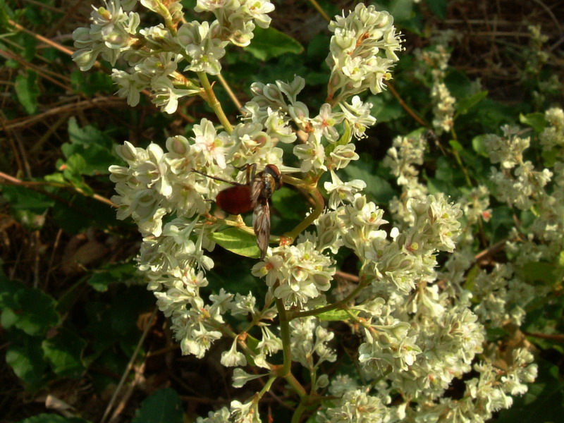 Polygonum baldshuanicum