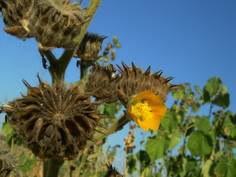 Abutilon theophrasti / Cencio molle