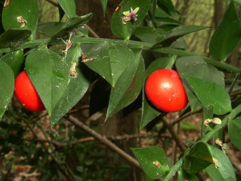 Ruscus aculeatus