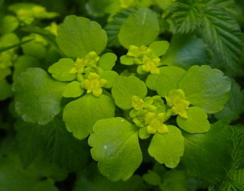 Chrysosplenium alternifolium