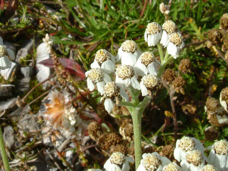 Achillea atrata / Achillea del granito