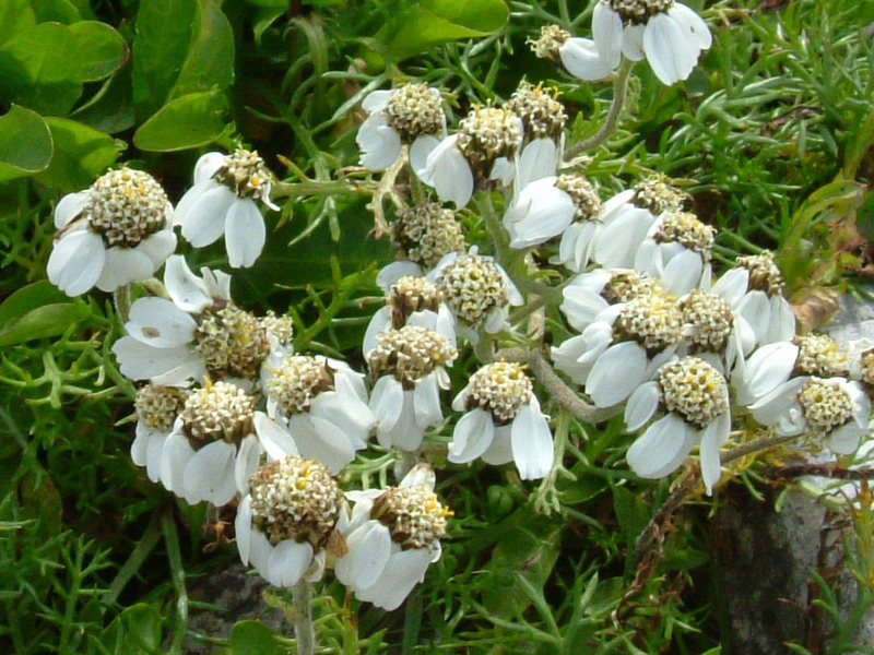 Achillea atrata / Achillea del granito