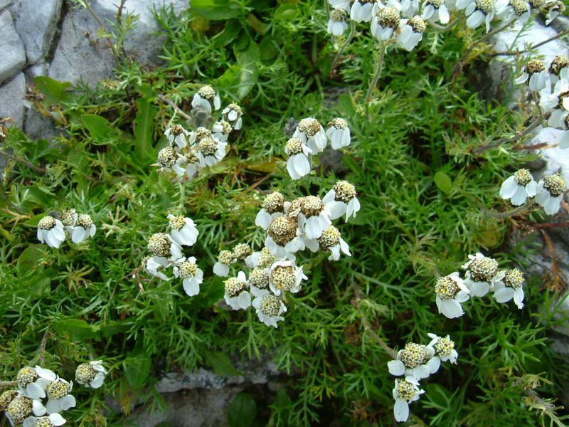 Achillea atrata / Achillea del granito