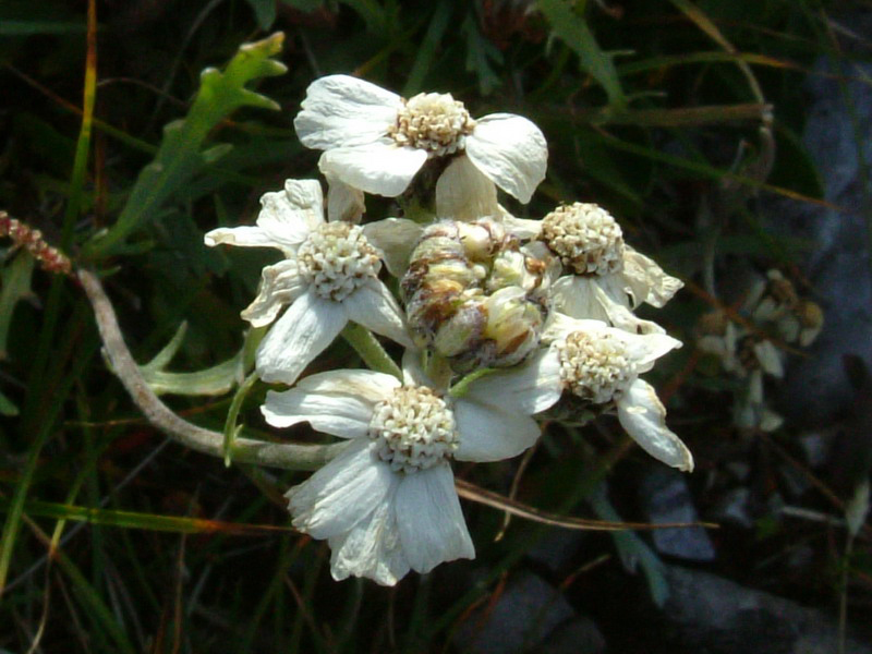 Achillea atrata / Achillea del granito