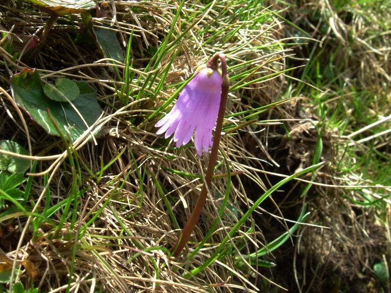 Soldanella pusilla / Soldanella piccola