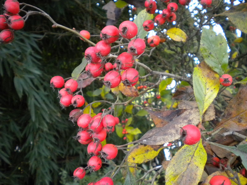 Sorbus aria