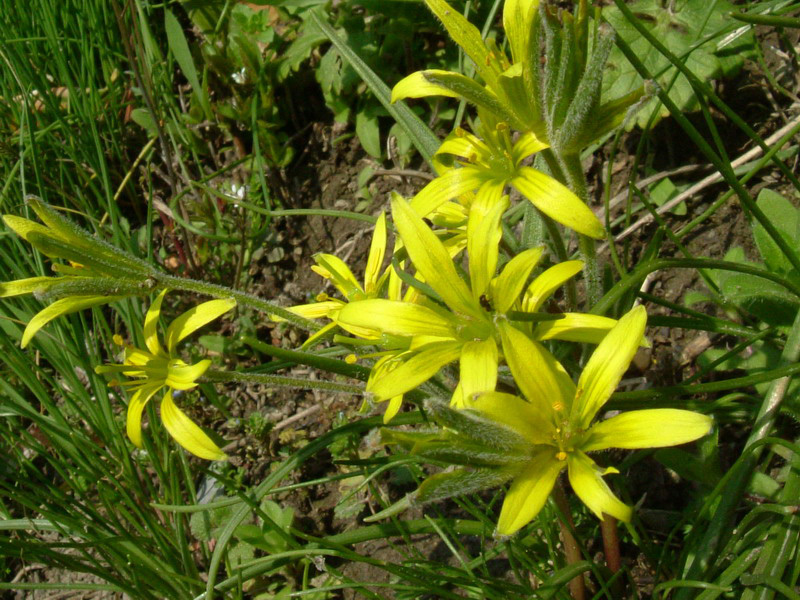 Lutea o Villosa??