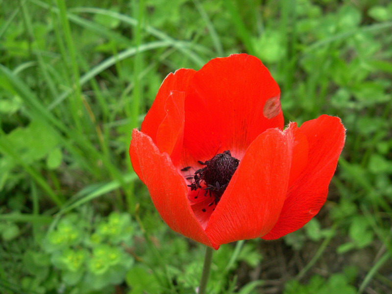 Che spettacolo - Anemone coronaria