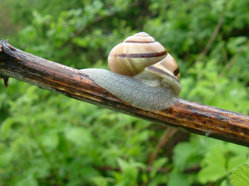 Lumache [galleria di Cepaea nemoralis]