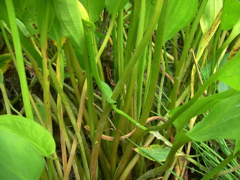 Alisma plantago-aquatica / Mestolaccia