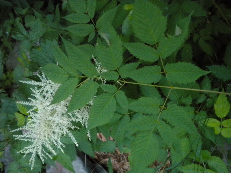 Aruncus dioicus