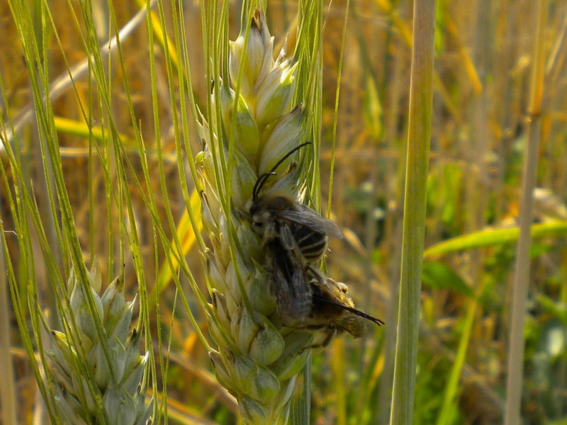 maschi di Eucera sp. a riposo