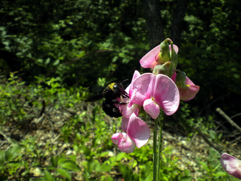 Tutto nero: Xylocopa sp.