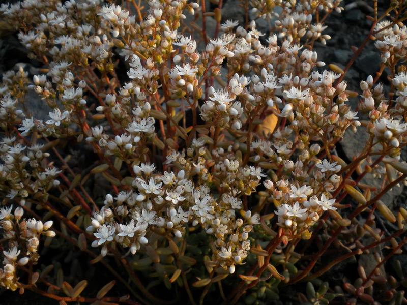 Sedum monregalense, Sedum album e Sedum sp.