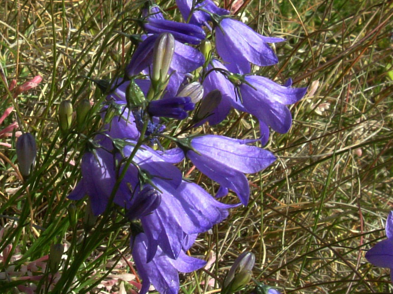 Campanula rotundifolia / Campanula soldanella